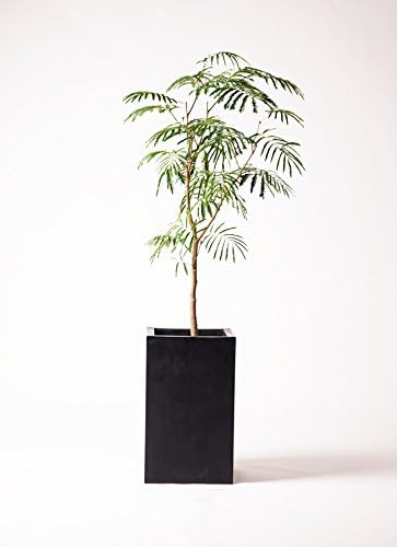 エバーフレッシュ8号ボサ造り セドナロング墨