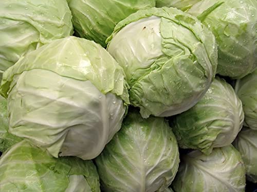 500 Seeds White Cabbage Seeds Early Flat Dutch Cabbage Vegetable Seeds - Thumbnail 7