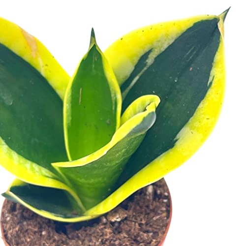Black Gold Snakeplant, Green And Yellow Snake Plant, Variegated Sansevieria Trifasciata #TOP3