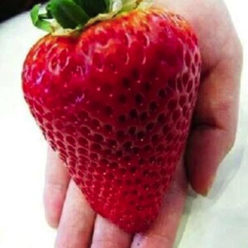 THAT LOOKS LIKE A BUTT PLUG Podcast Por  arte de portada