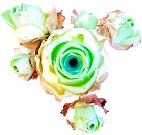 One Greenovia Mix Cluster, Mountain Rose with Multiple Rosette Heads, Live Exotic SucculentPlant - Sold Individually (Small)