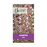 5 Graines d'Acanthe Mollis Rose : Élégantes Fleurs Rose-Mauve pour un Jardin Majestueux