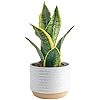 Costa farms snake plant easy care live indoor plant in decor planter beautiful clean air purifying houseplant boho home and room decor housewarming gift 8 inches tall  urban country home decor