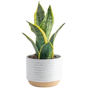 Costa Farms Snake Plant Easy Care Live Indoor Plant in Decor Planter Beautiful Clean Air Purifying Houseplant Boho Home and Room Decor Housewarming Gift 8 Inches Tall