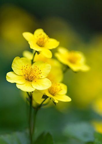 Bodendecker Gelbe Blüten Winterhart Die 15 besten Produkte im