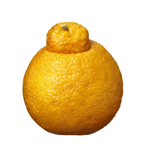 Mandarin Dekopon #TOP7