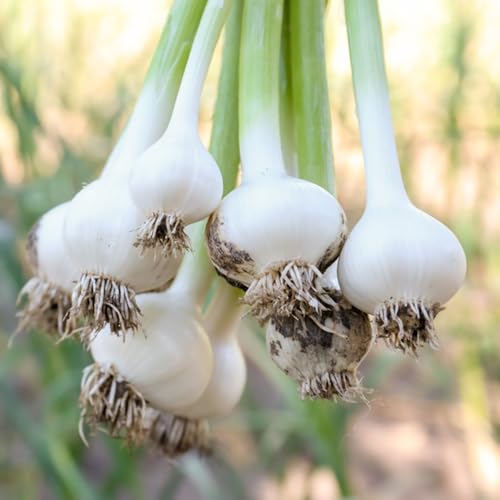 5 pcs Garlic - Steckknoblauch Kaufen - gemüsepflanzen wintergemüse Knoblauchzwiebeln, Pflanzknoblauch Winterhart, hochbeete für garten knoblauch zum pflanzen balkon pflanze, kräuterpflanzen