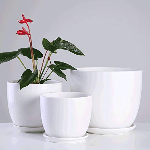 Pot céramique pour succulentes évitant l'excès d'eau racinaire - 5