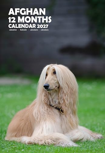 Calendario 2027 de Perro Afgano tamaño A3 para decorar el despacho MPRA