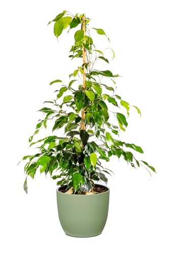 Bonplants Ficus Benjamin, Pianta Vera Sempreverde, Vaso 21 cm, h 105 cm (Vaso Verde Salvia)