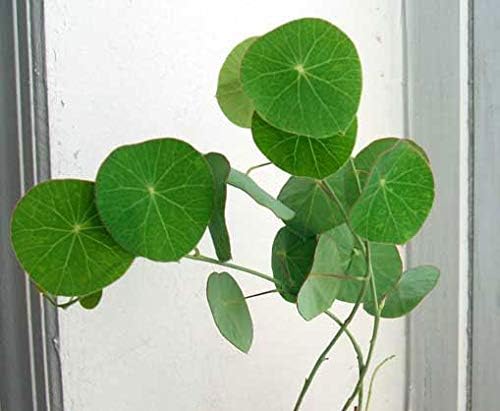 1 Bulb of Stephania ERECTA Plant