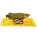 Fengshui Wealth Arowana Fish Lucky Fish Statue Figurine Decoration+ Wealth Amulet and Free Red String Bracelet D1014