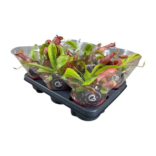 Nepenthes Alata – Planta carnívora – Maceta – Ø12 cm – 17 cm – Planta de interior exótica con trampas decorativas – Fácil de limpiar y decorativa