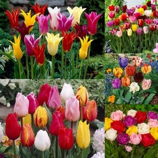Tulip Flower Bulbs – 1 Healthy Bulbs