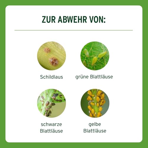 Substral Blattlaus Schädlingsfrei Careo, Natürliches Mittel gegen saugende Pflanzen-Schädlinge wie Blattläuse, 300 ml 4