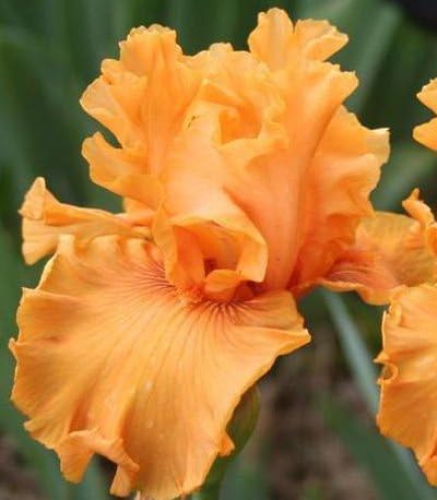 Mango Entrees Peach Barbudo REBLOOMING IRIS (1) RizomaBulboRaíz Listo para plantar ahora