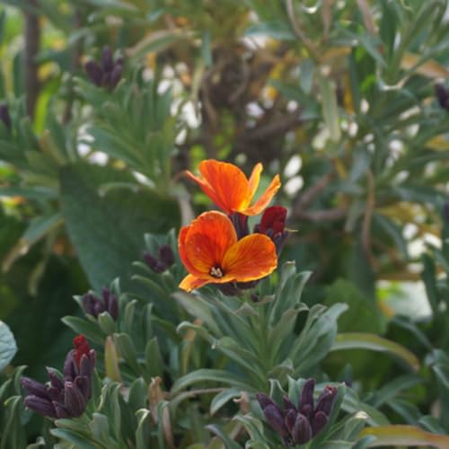 WallFlower Seeds, Rock Garden Plant, Alpine-Style Landscape, Crevice Grower, Stone Garden Addition 400pcs