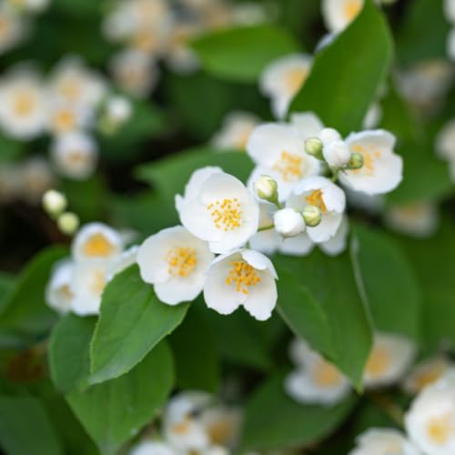 semillas de jazmín - extremadamente resistentes variedades antiguas 300pcs