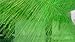 Pack of 2 Koi Spawning Brushes 39 Inch by 7 Inch (Green)