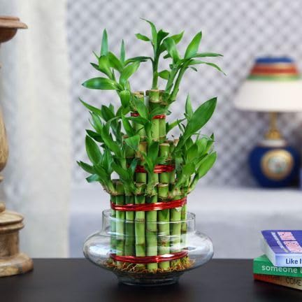 Lucky Bamboo 3 Layer Live Stalks – Perfect for DIY Planting Projects, pack 1