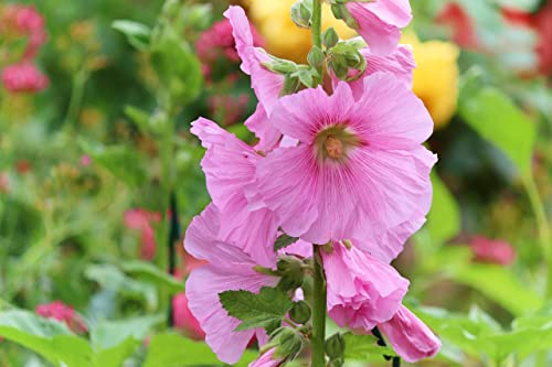 Mixed Hollyhock Seeds(100)-Mixed Colors Seeds #TOP6