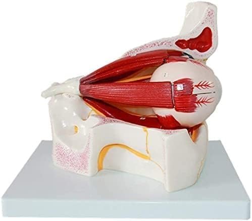 Modèle pédagogique médical pour l'anatomie du globe oculaire et cours de sciences - 2