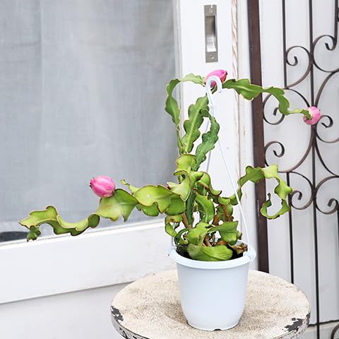 Amazon｜観葉植物 ミニドラゴンフルーツ 4号 吊り鉢｜観葉植物
