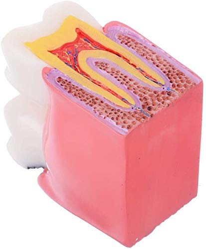 Insegnamento del Modello di Anatomia Dentale Educazione per Studenti di Odontoiatria E Ricerca sulle Carie 6 Volte Studio Comparativo del Modello 1 Strumento Assistente di Biologia Anatomica