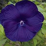 10+ Dinnerplate Hibiscus Perennial Flower Seed/ Easy to Grow/ Huge 10-12 Inch Flowers