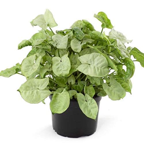 Singonis Unique Plants Indoor Air Purifying Dwarf Syngonium Plant With Plastic ...