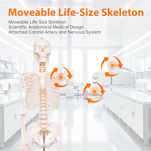 Image of 70.8 inch Human Skeleton Model for Anatomy, Nervous System & Charts, Stand