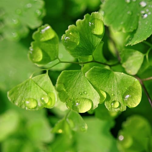 Genérico, Muda de Avenca 20 a 40cm AMK - Plantas Online