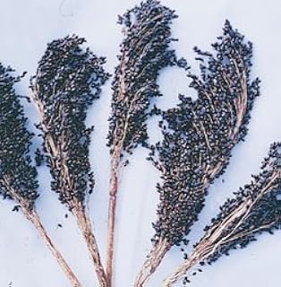 Sorghum Broom Corn Black Amber 250 Seeds