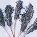Sorghum Broom Corn Black Amber 250 Seeds