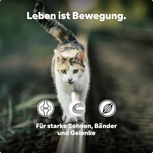 HGM Gelenkpulver für ältere Katzen - mit Grünlippmuschel, Teufelskralle & Glucosamin für mehr Bewegungsfreude, entwickelt vom Tierarzt Dr. Knoop, mit leckerem Vanille Geschmack, 220g