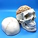 Human Skull and Brain Anatomical Model, Anatomically Accurate Human Skull and Brain Life Size Anatomy Model for Science Classroom Study Display Teaching Model