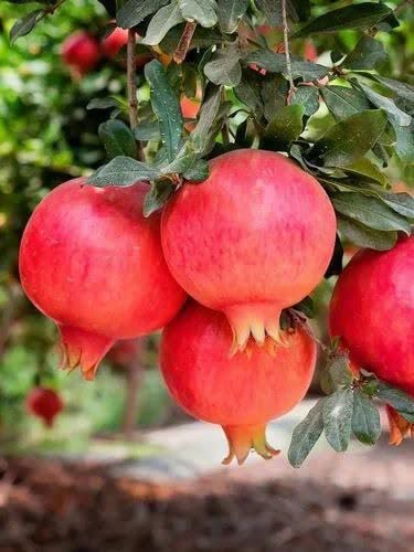 See full amazon price history chart for TAJ PLANT Live Hybrid Dwarf Pomegranate Fruit Plant Anner/Bedana Helthy Fruit Plant (1-1.5 Ft) TAJ PLANT Live Hybrid Dwarf Pomegranate Fruit Plant Anner/Bedana Helthy Fruit Plant (1-1.5 Ft) (B0D9HLH83X) Amazon Price History, Amazon Price Tracker