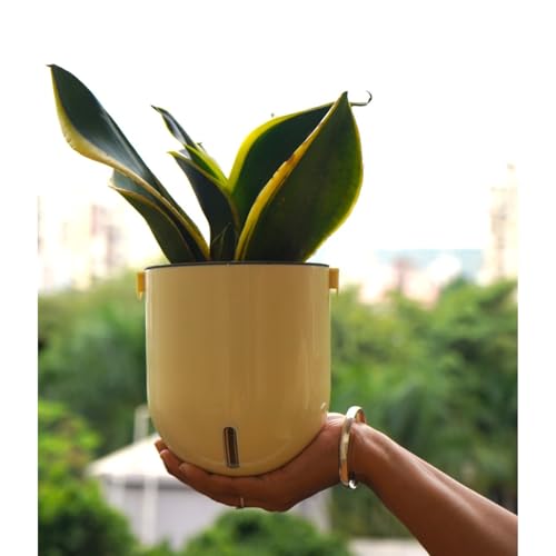 Image of Indian Discovery Self Watering Wall Hanging Planter|Hanging /Hooked Flower Pots for Home, Balcony, Terrace, Garden Decor Flower Pots(1 Pcs, Ivory, Sphere)|6 Inch UV-Resistant Plastic Plant Pots
