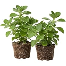 Set 2 Cuban Oregano Plants Garden Mints Plants Broadleaf Thyme Bush Frangant Herb 4-6 Inch Tall,