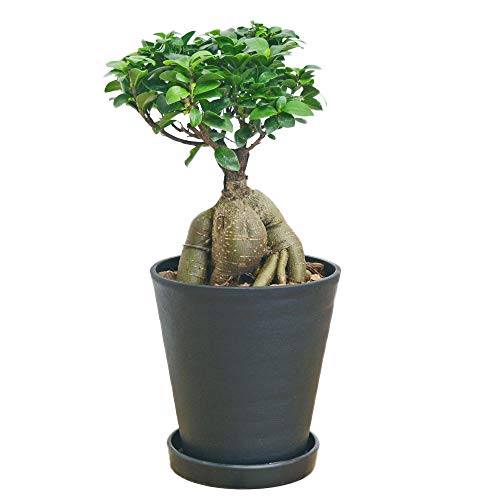 フラワーコーポレーション ガジュマル 多幸の木 観葉植物 グリーン 6号セラート鉢のサムネイル