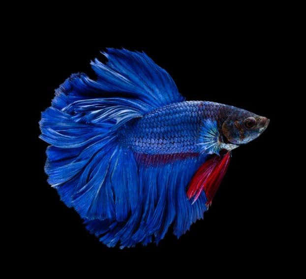 Super Blue Halfmoon Male Betta - Live Freshwater Aquarium Fish