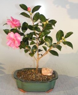 Bonsai Boy Flowering Camellia Sasanqua Bonsai Tree Shishi Gashira