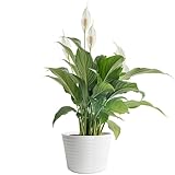 Costa Farms Peace Lily Live Plant in Decorative Pot, Air Purifying Flowering Indoor Houseplant, Perfect for Home, Room, or Office Decor, Great House Warming or Birthday Gift, 14-24 Inches Tall