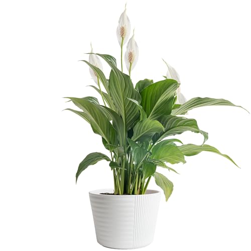 Costa Farms Peace Lily Plant, Live Indoor Houseplant with Flowers