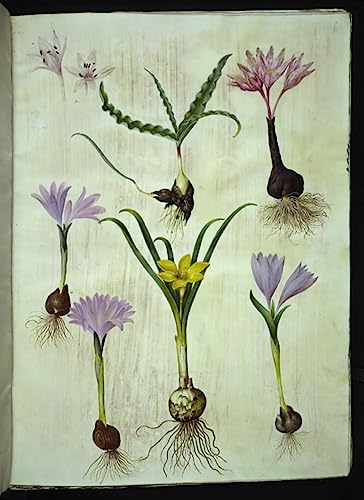 Poster Colchicum Variegatum 58x90 cm Hans Simon Holtzbecker toile sans cadre