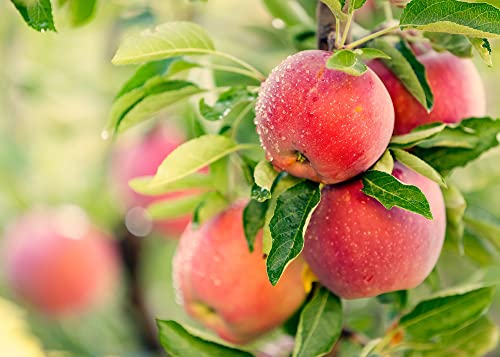 Delicious Apple Tree Seeds For Planting - 30 Seeds - Malus Pumila, Common Apple Tree #TOP1
