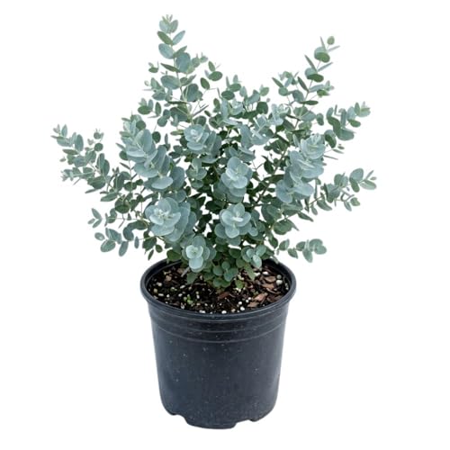 Live Baby Blue Eucalyptus Plant 4-7 Tall Silver Blue Eucalyptus Plant Live for Indoor or Outdoor Growing Fragrant Foliage Ornamental Plant No Pot