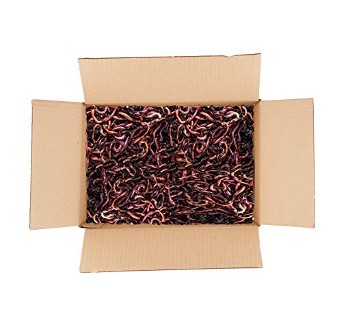 Lombriz Roja Californiana Para compostadores medianos de hasta 50x50cm Cover