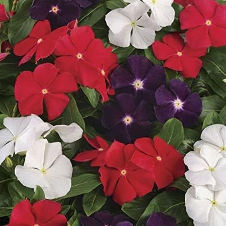 Vinca Double Petal Flower Seeds for Home Gardening | Hybrid Multicolor Periwinkle Flower Seeds | All Season Blooming Ornamental Flower Seeds for Pots, Balcony, Terrace & Garden-image-41