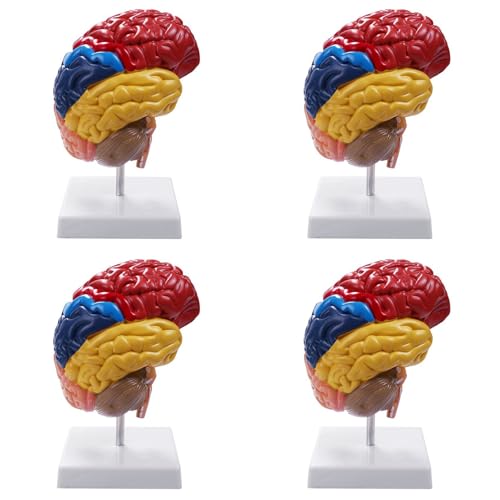 Modèle anatomique cérébral 4 pièces pour cours de biologie